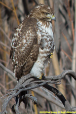 Cooper's hawk